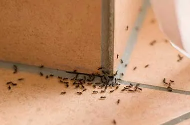 5 Hidden Signs of Ant Infestations in Kitchens in Ladera Ranch