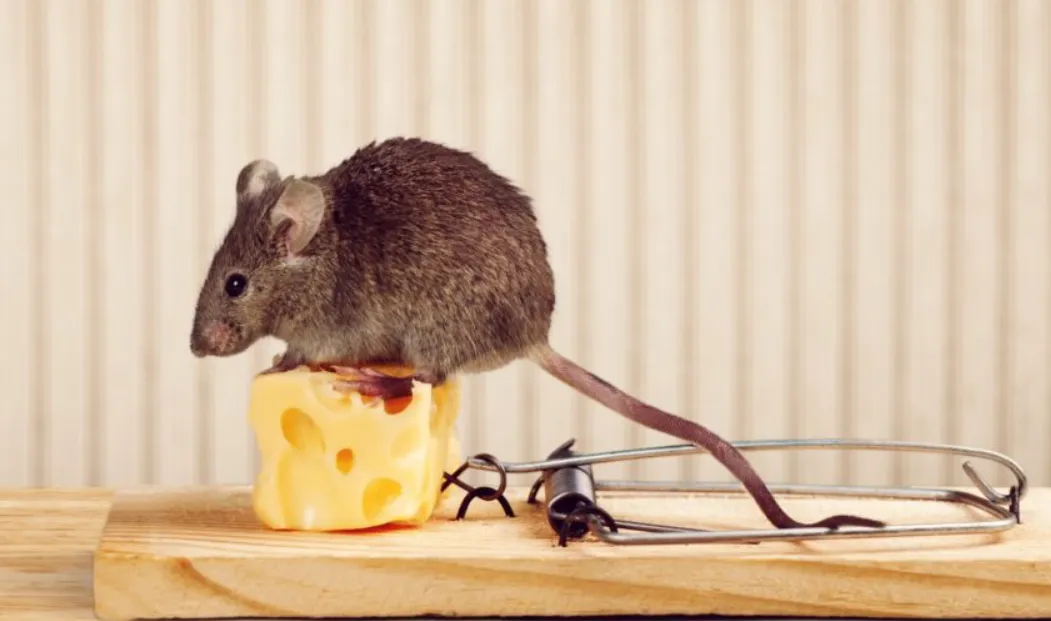 Protect Your Property with Professional Rodent Removal