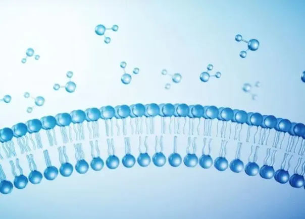 How Can In Vitro ADME Predict Drug Safety Risks?